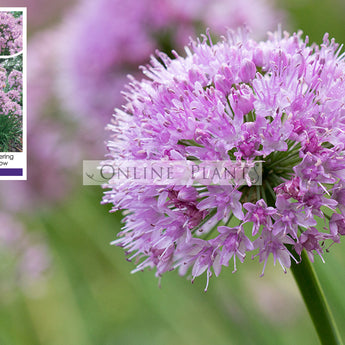 Allium Pink Pepper