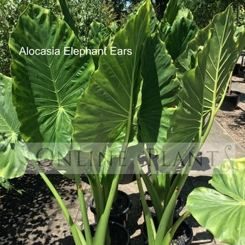 Alocasia Elephant Ears