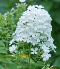 Alpine Phlox, Danielle