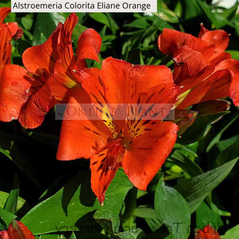 Alstroemeria Colorita Eliane Orange