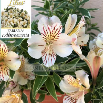 Alstroemeria Fabiana