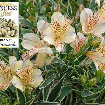 Alstroemeria Fabiana