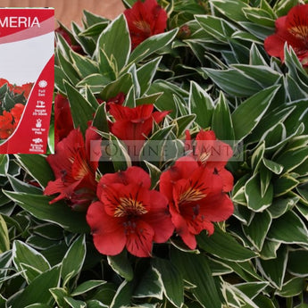 Alstroemeria Katiana