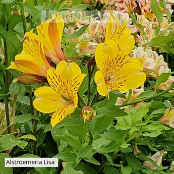 Alstroemeria Lisa