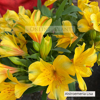 Alstroemeria Lisa