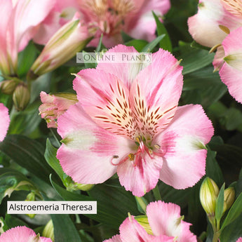 Alstroemeria Theresa