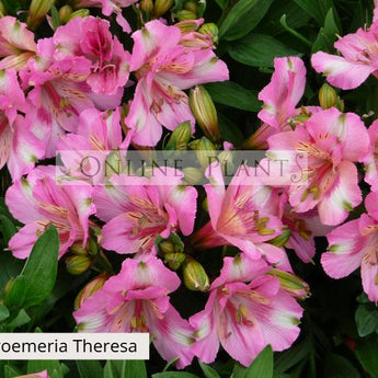 Alstroemeria Theresa