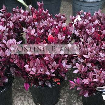 Alternanthera Little Ruby