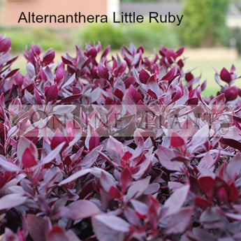 Alternanthera Little Ruby