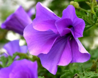 Alyogynne Heuglii, Native Hibiscus