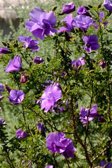 Alyogynne Heuglii, Native Hibiscus