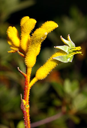 Anigozanthos Flavidus Yellow, Kangaroo Paw