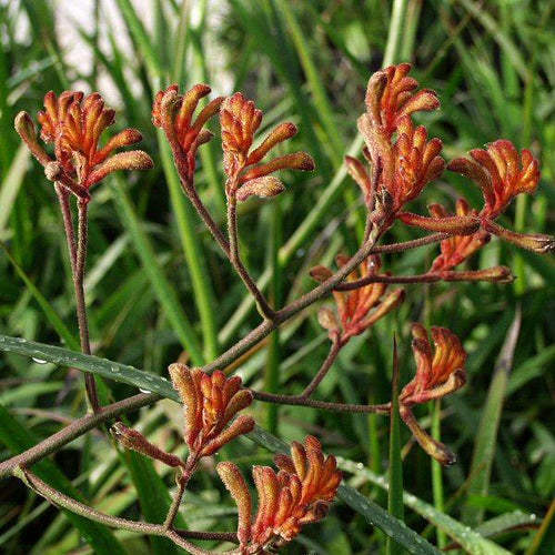 Anigozanthos 'Orange Cross' - Kangaroo Paw for sale | online plants ...