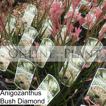 Anigozanthos Bush Diamond, Kangaroo Paw