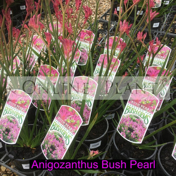 Anigozanthos Bush Pearl, Kangaroo Paw