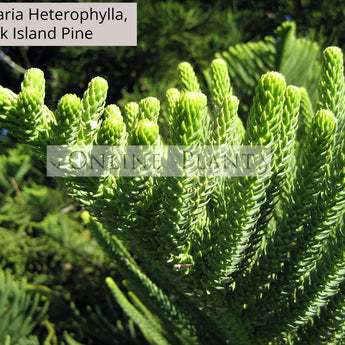 Araucaria Heterophylla, Norfolk Island Pine