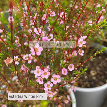 Astartea Winter Pink, Baeckea