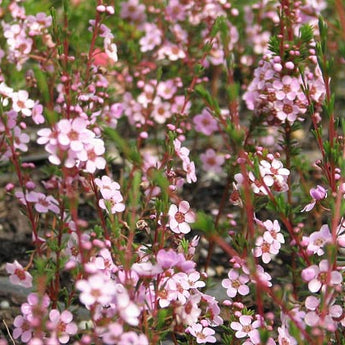 Astartea Winter Pink, Baeckea