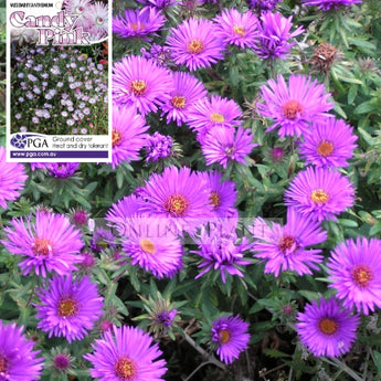 Mesembryanthemum Pigface Candy Pink