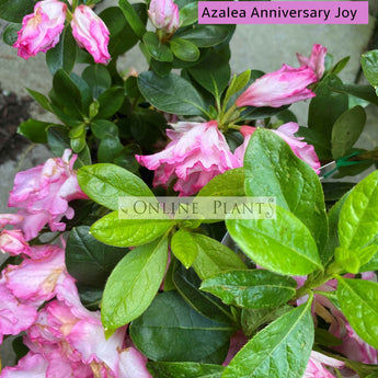 Azalea Anniversary Joy