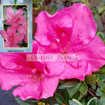 Azalea Magnifica Pink Form