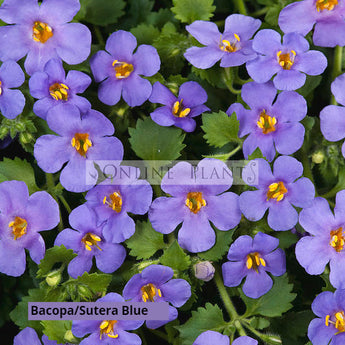 Bacopa Blue