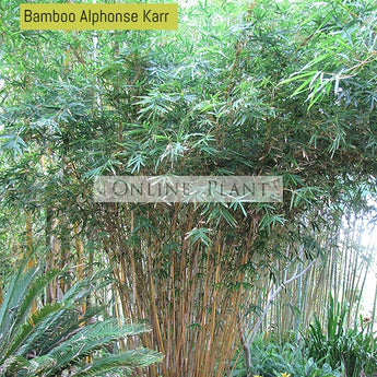 Bamboo Multiplex Alphonse Karr