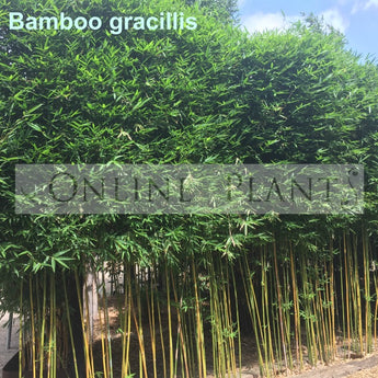 Bamboo gracilis