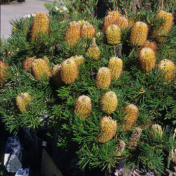 Banksia Honeypots