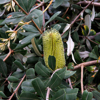 Banksia Integrifolia, Prostrate Coast banksia