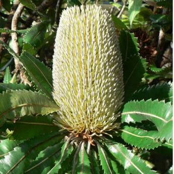 Banksia Serrata Saw Banksia