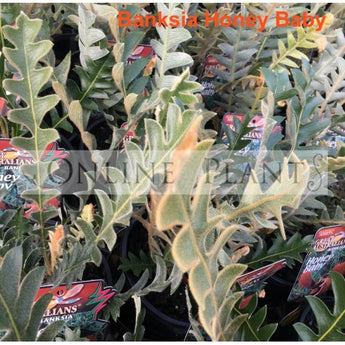 Banksia blechnifolia Honey Baby