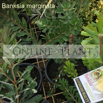 Banksia Marginata, Silver Banksia
