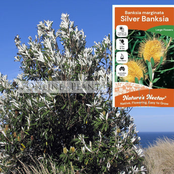 Banksia Marginata, Silver Banksia