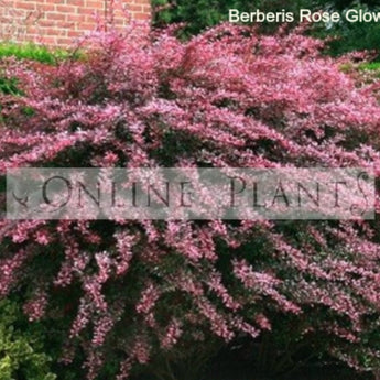 Rose Glow Berberis