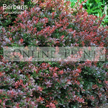 Berberis atropurpureum Purple Barberry