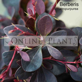 Berberis atropurpureum Purple Barberry