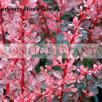 Rose Glow Berberis