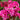 Bergenia Bressingham Ruby