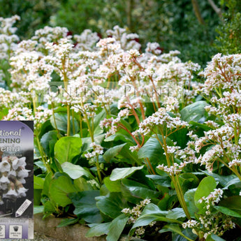 Bergenia Bressingham White