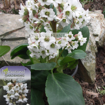 Bergenia Bressingham White