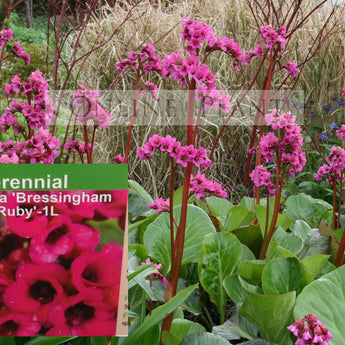 Bergenia Bressingham Ruby