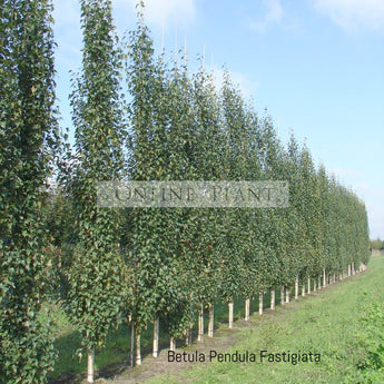 Betula Pendula Fastigiata