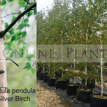 Betula Pendula Alba, Silver Birch