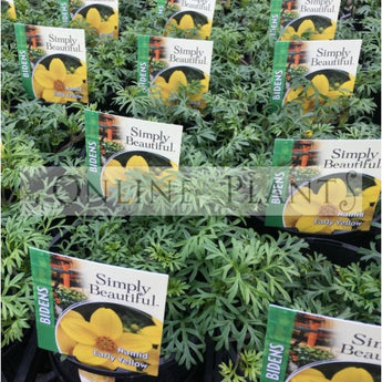 Bidens Namid Yellow