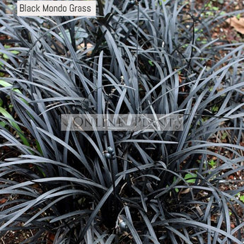 Ophiopogon Nigra Mondo Grass Black