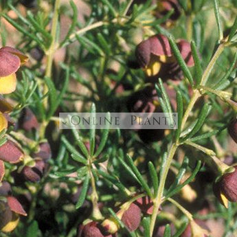 Boronia Megastigma, Brown Boronia