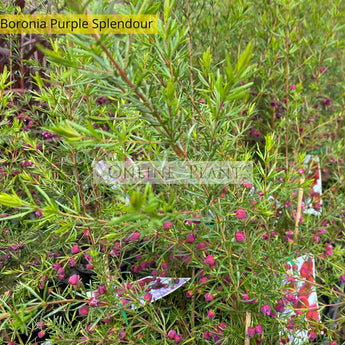 Boronia Purple Splendour