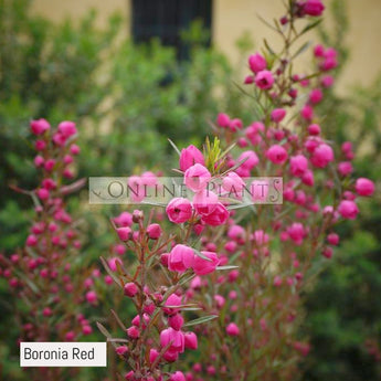 Boronia Heterophylla, Red Boronia