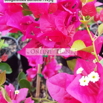 Bougainvillea Bambino™ Firefly